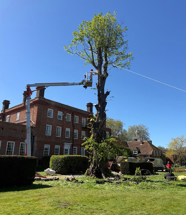 tree management on estates